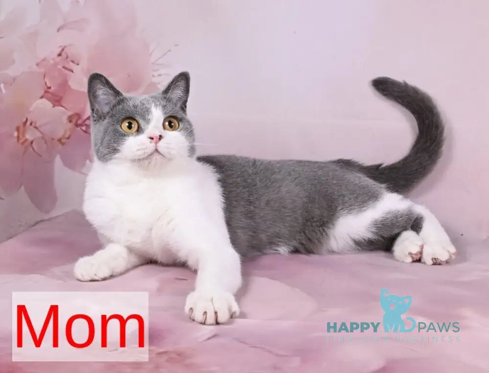 Mimi British Shorthair female cinnamon - live animals