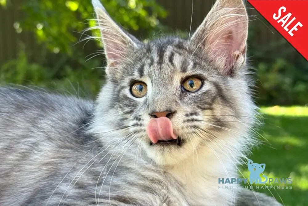 Mina Maine Coon female black silver spotted tabby live animals
