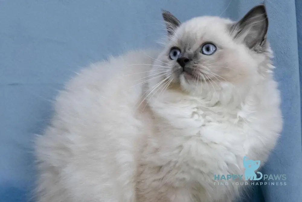 Minnie Ragdoll female blue mitted live animals