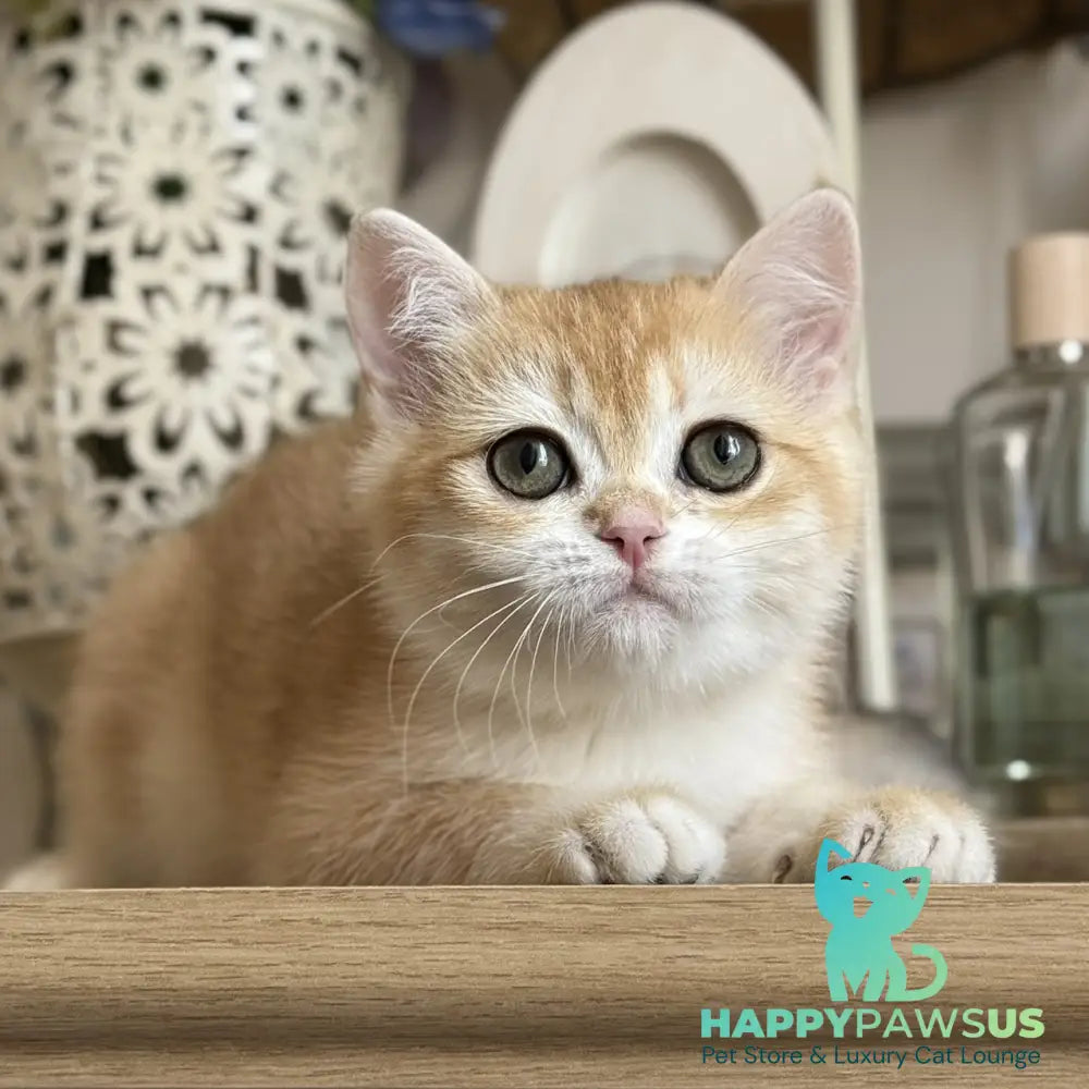 Mira British Shorthair female black golden chinchilla - live animals