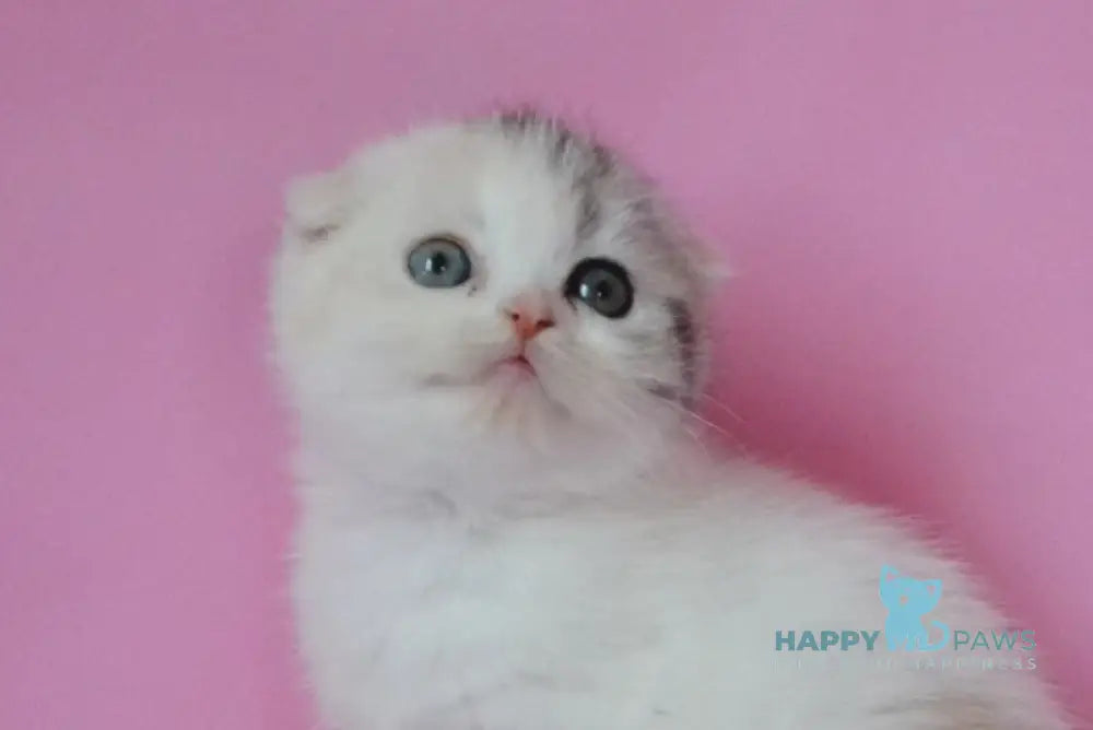 Mira Scottish Fold female black tortie silver harlequin live animals