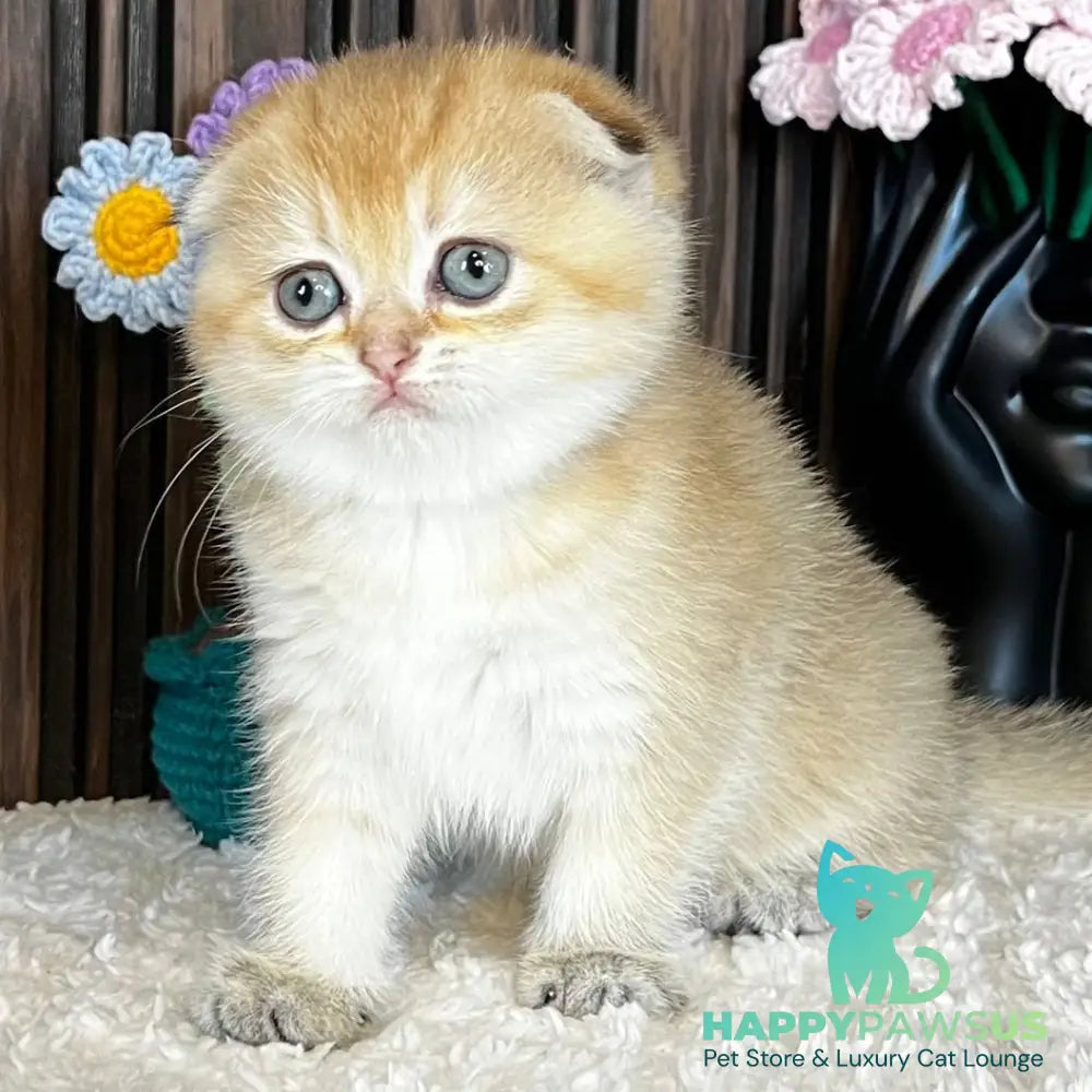 Mirabel Scottish Fold female black golden chinchilla - live animals
