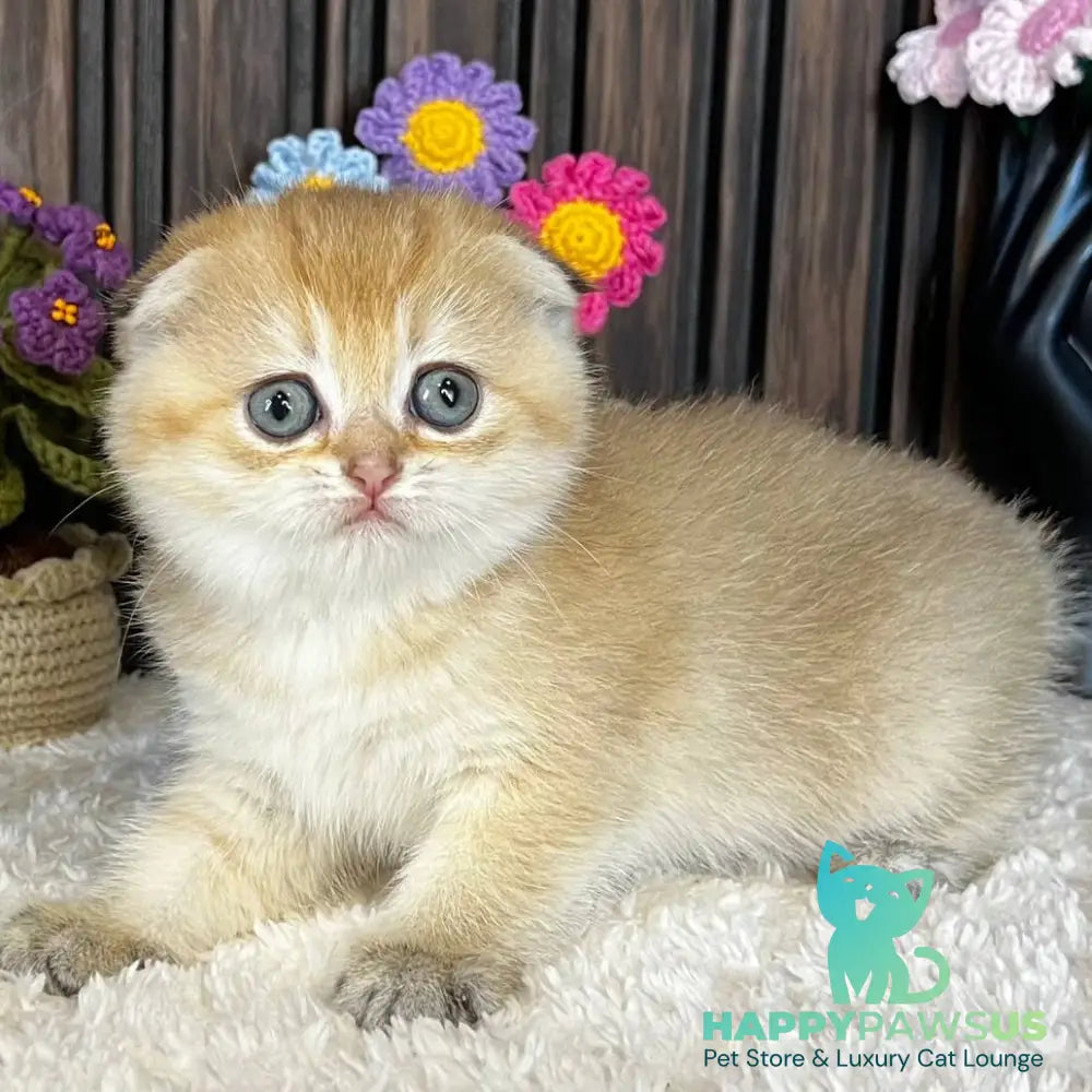 Mirabel Scottish Fold female black golden chinchilla - live animals