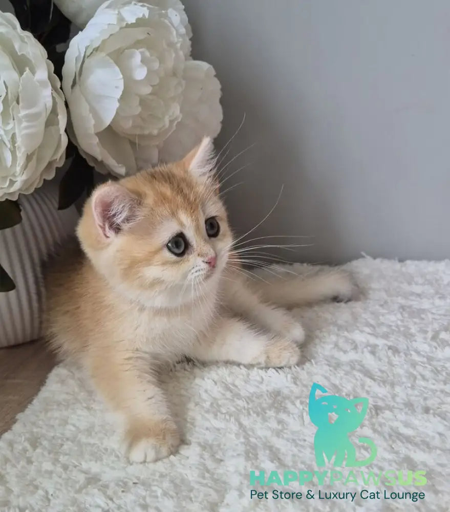 Mirabella British Shorthair female black golden chinchilla - live animals
