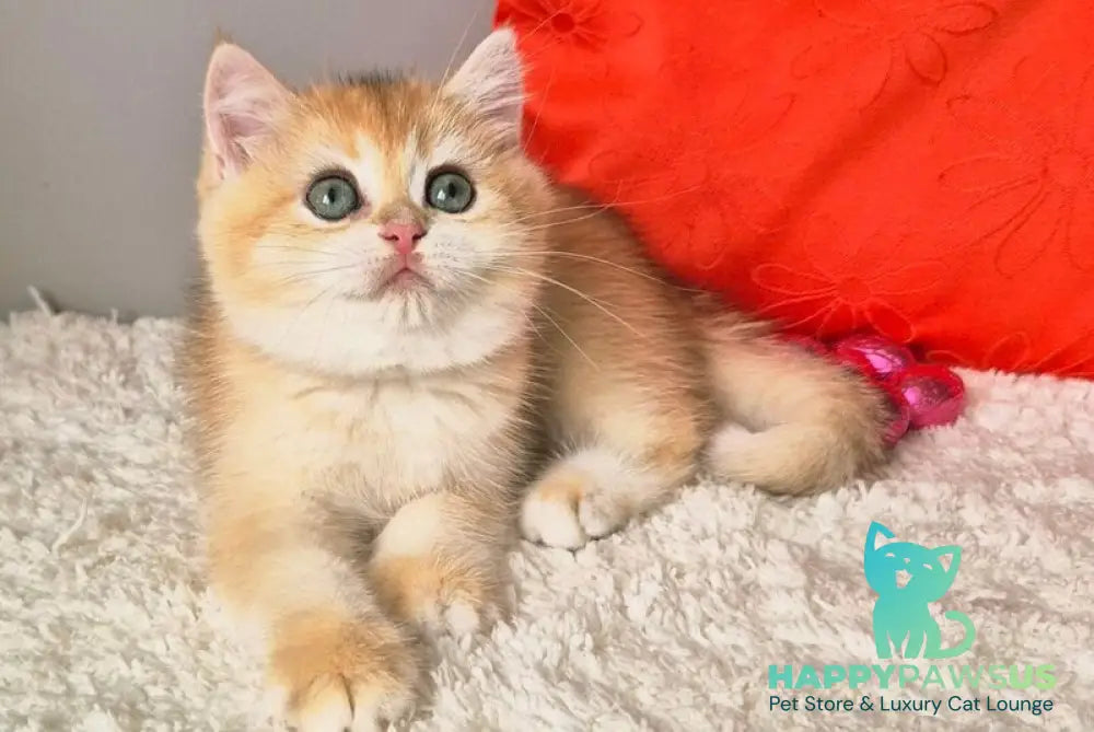 Mirabella British Shorthair female black golden chinchilla - live animals