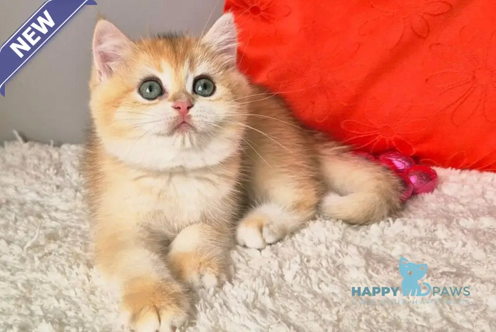 Mirabella British Shorthair female black golden chinchilla - live animals