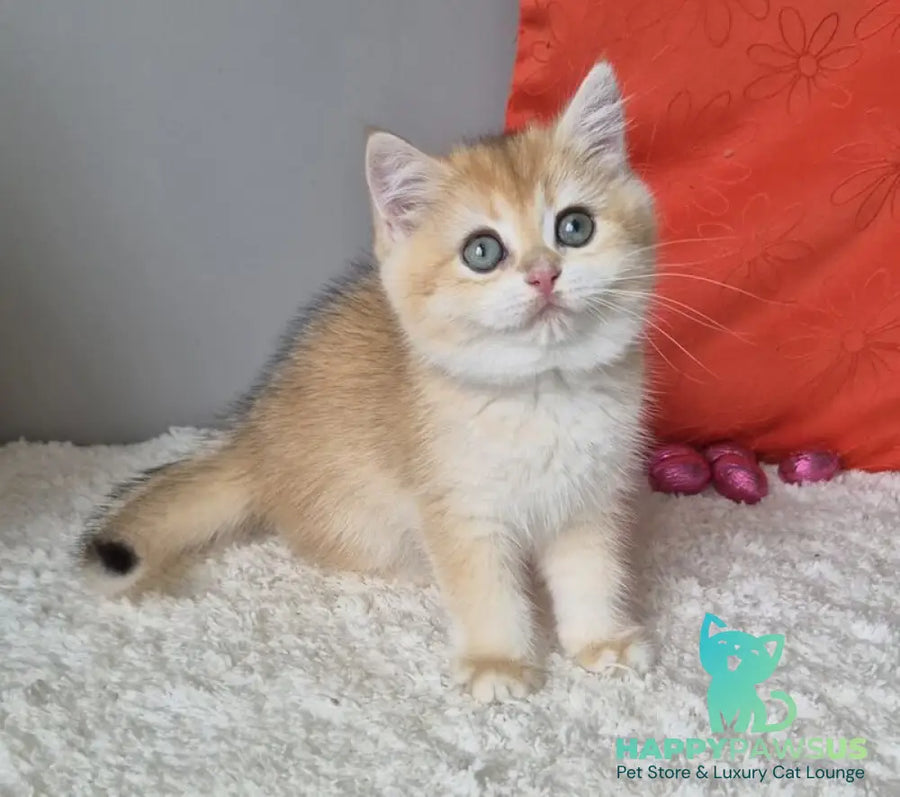 Mirabella British Shorthair female black golden chinchilla - live animals