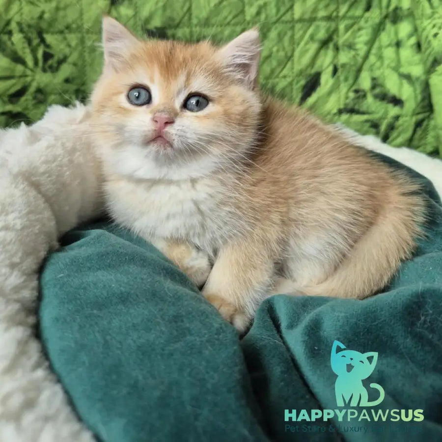 Mirabella British Shorthair female black golden chinchilla - live animals