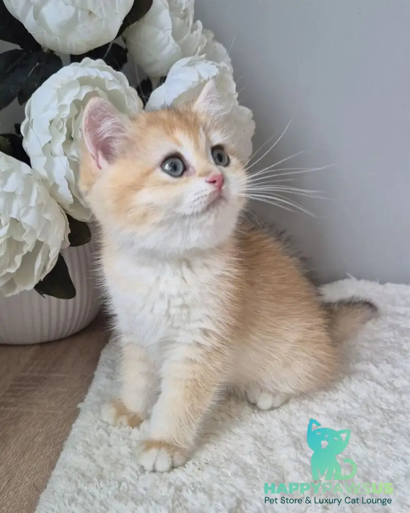 Mirabella British Shorthair female black golden chinchilla - live animals