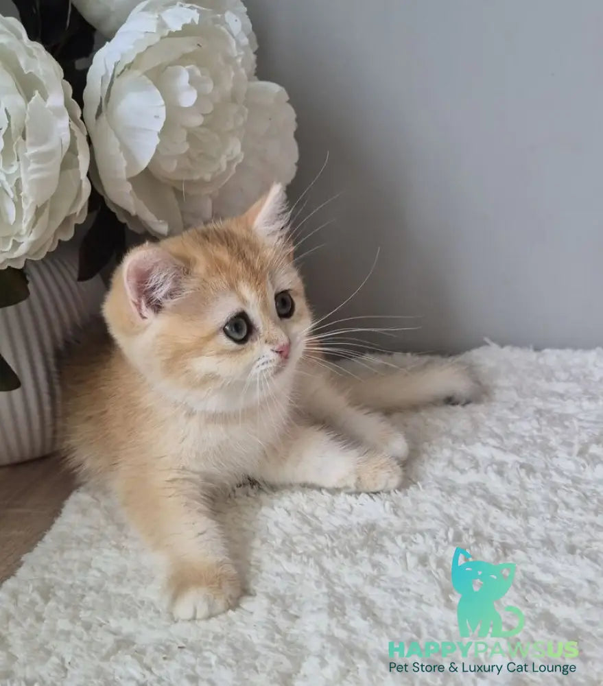 Mirabella British Shorthair female black golden chinchilla - live animals
