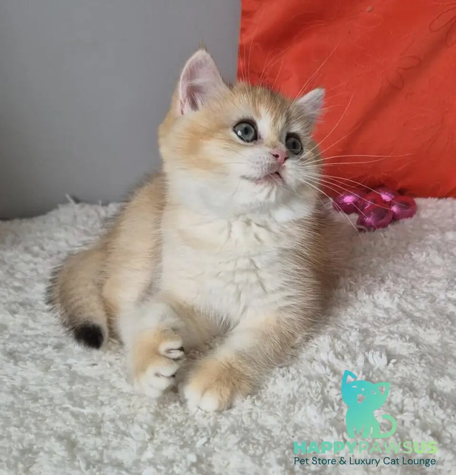Mirabella British Shorthair female black golden chinchilla - live animals