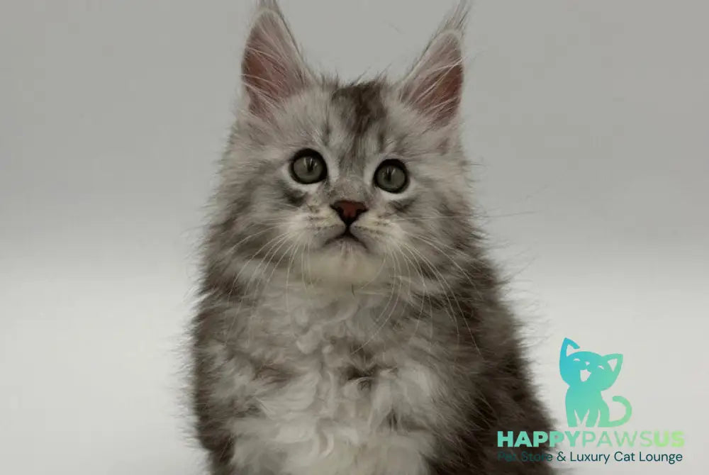 Mirage Maine Coon male blue silver with white - live animals