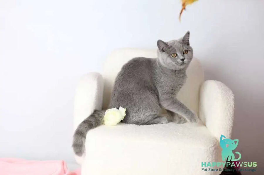 Miranda British Shorthair female blue - live animals