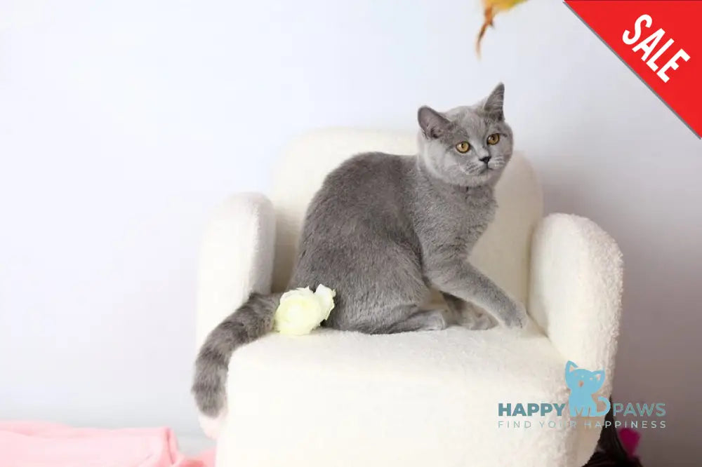 Miranda British Shorthair female blue - live animals