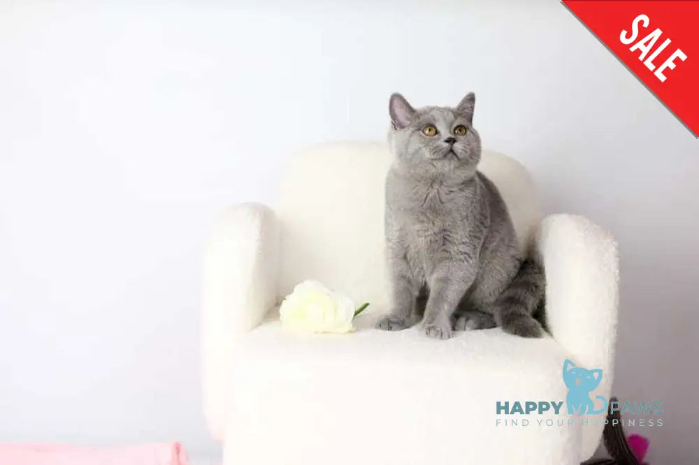 Miranda British Shorthair female blue - live animals