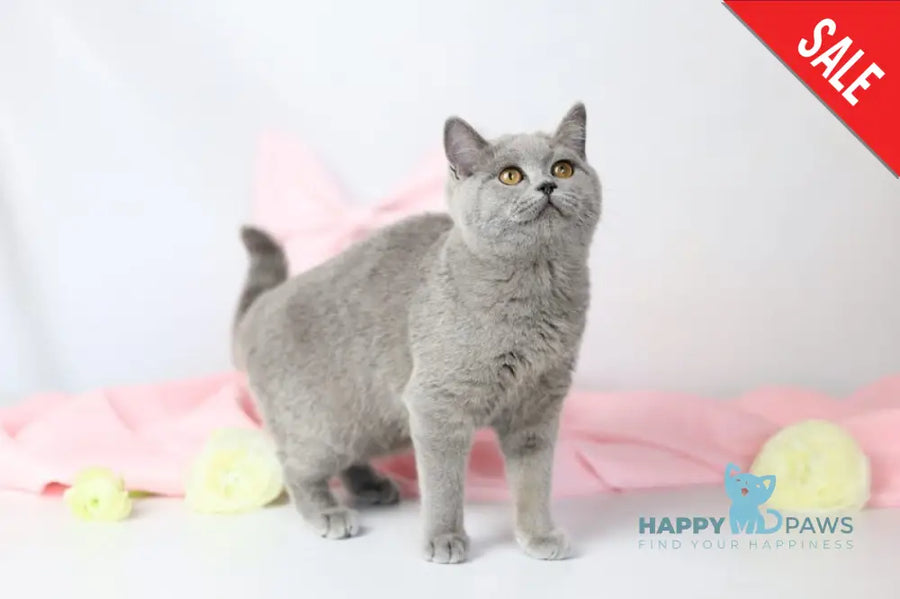 Miranda British Shorthair female blue - live animals