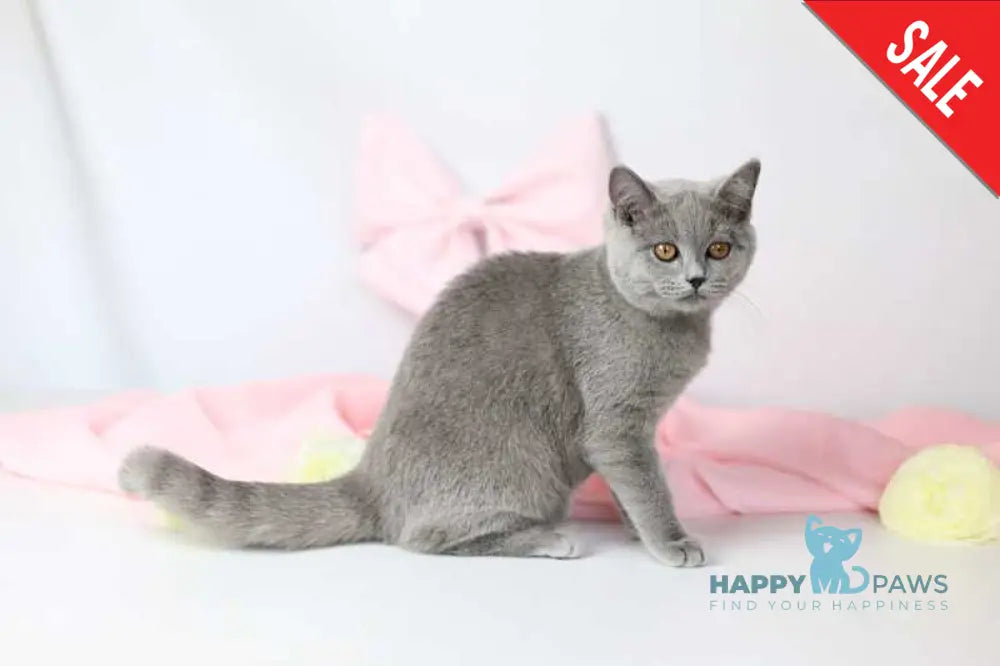 Miranda British Shorthair female blue - live animals