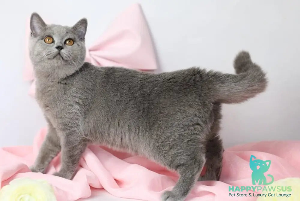 Miranda British Shorthair female blue - live animals