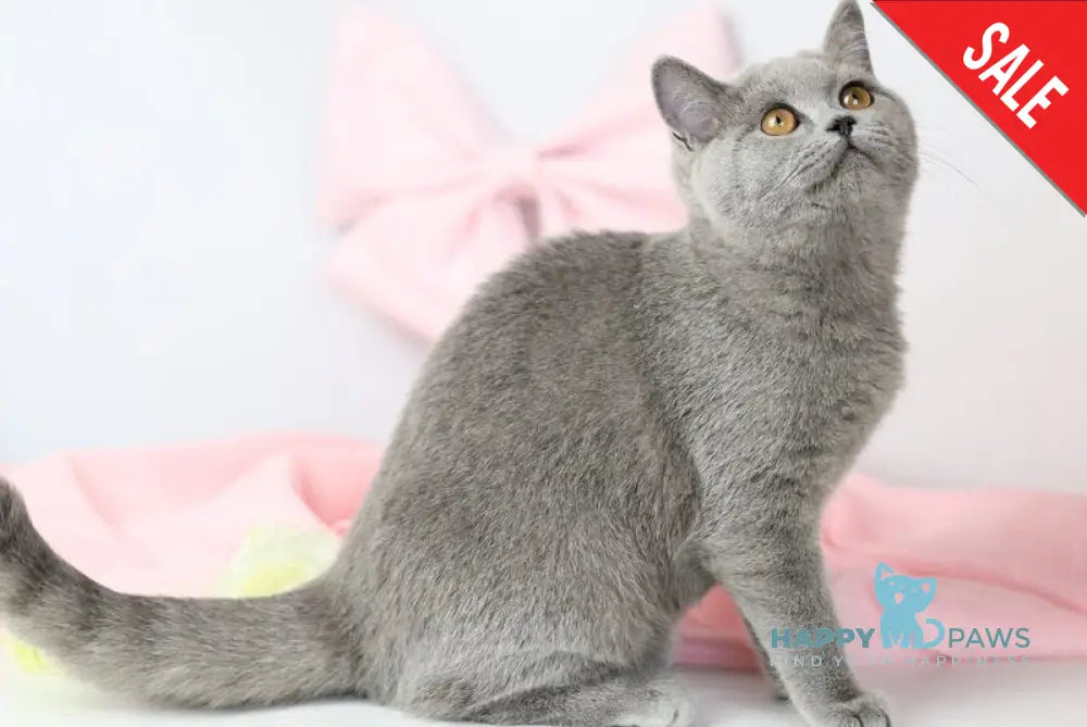 Miranda British Shorthair female blue - live animals