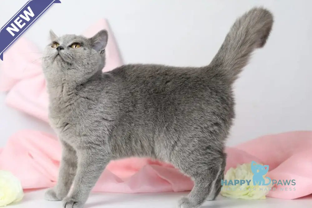 Miranda British Shorthair female blue - live animals