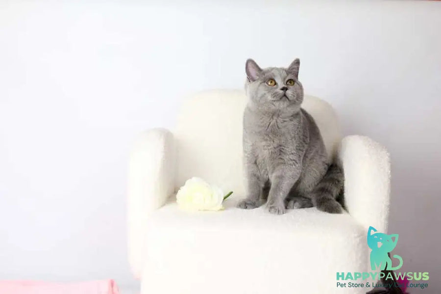 Miranda British Shorthair female blue - live animals