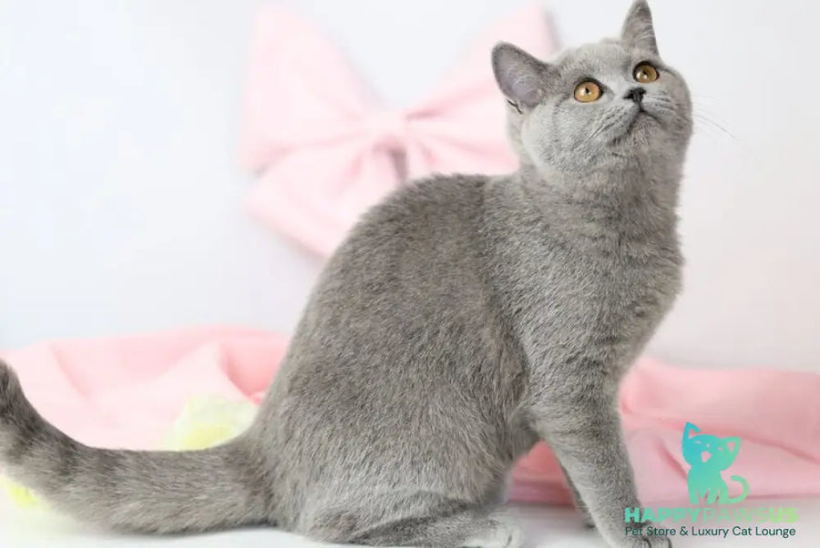 Miranda British Shorthair female blue - live animals