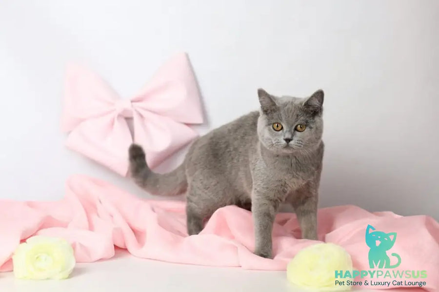 Miranda British Shorthair female blue - live animals