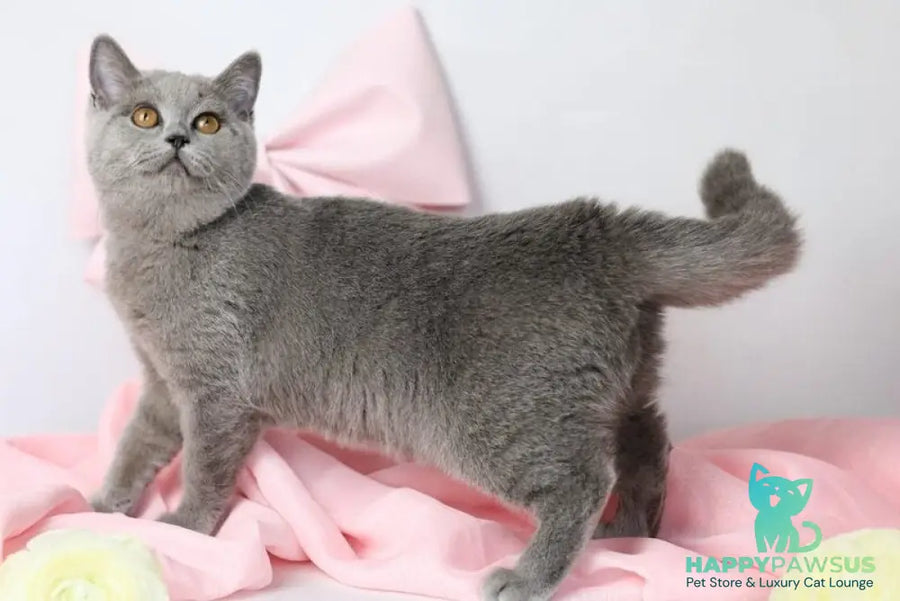Miranda British Shorthair female blue - live animals