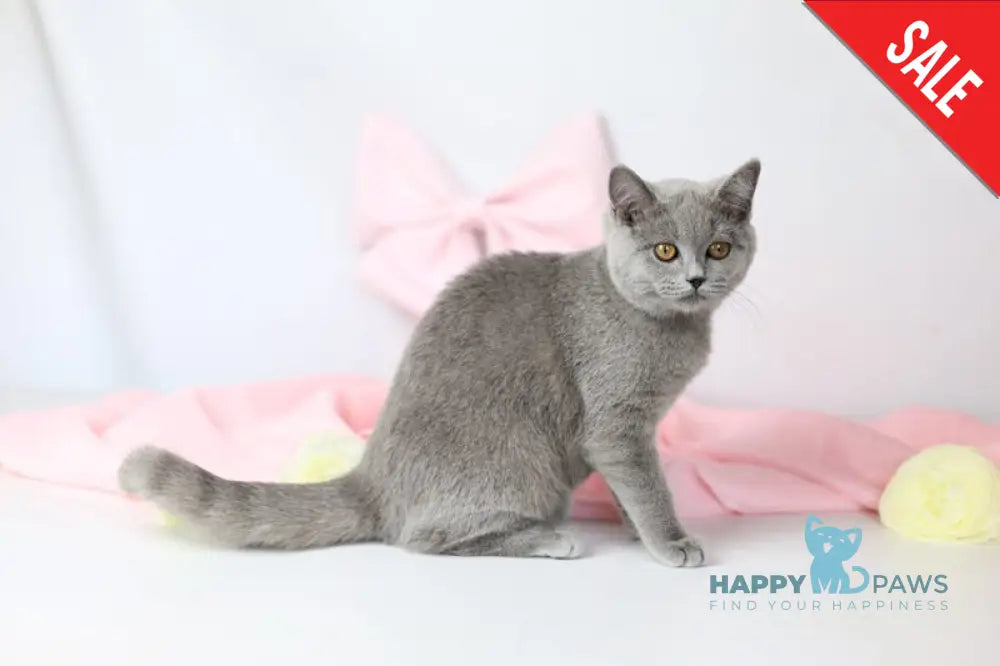 Miranda British Shorthair female blue - live animals