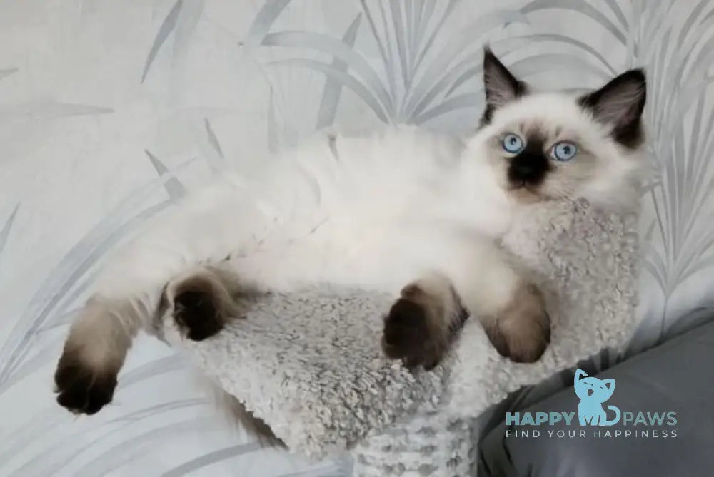 Mirik Neva Masquerade male seal pointed live animals