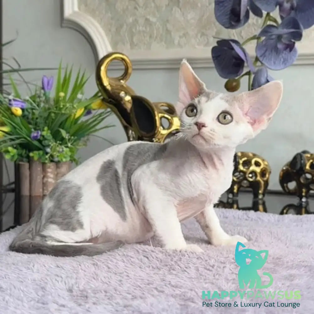 Miron Devon Rex male blue with white - live animals