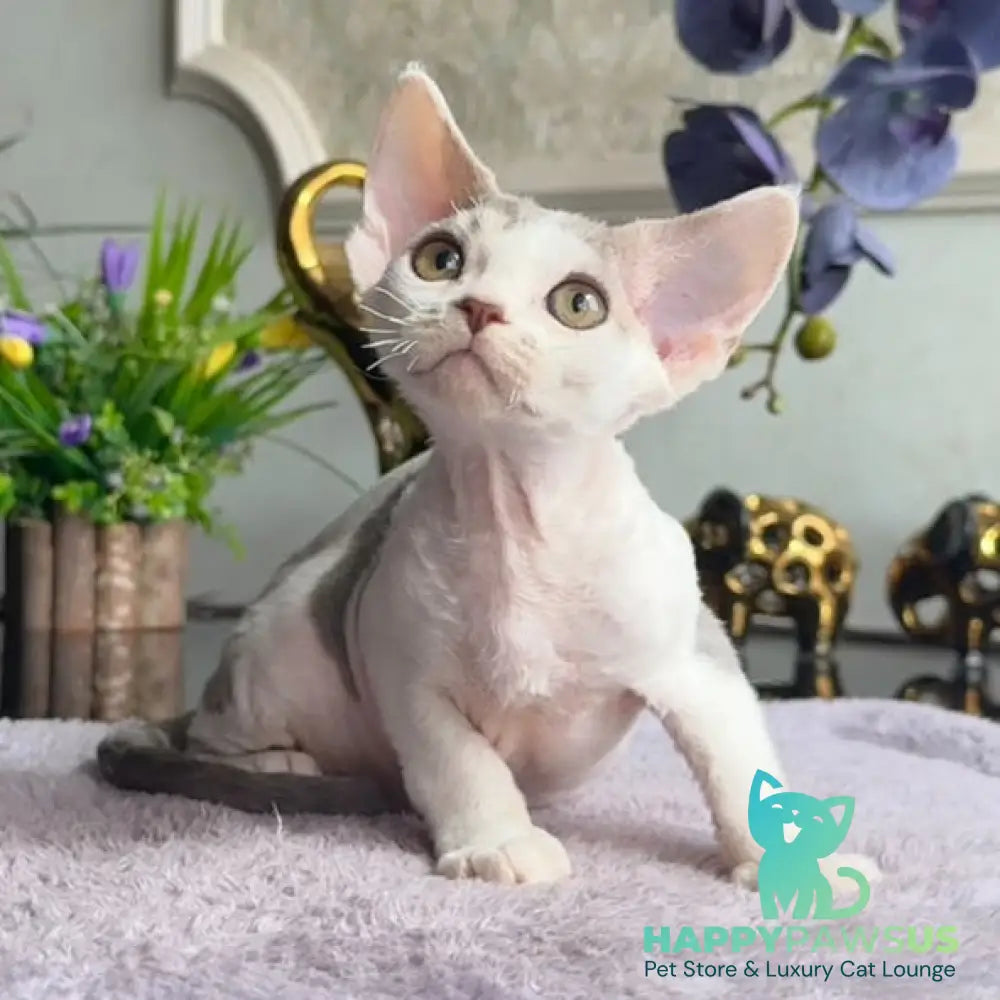 Miron Devon Rex male blue with white - live animals