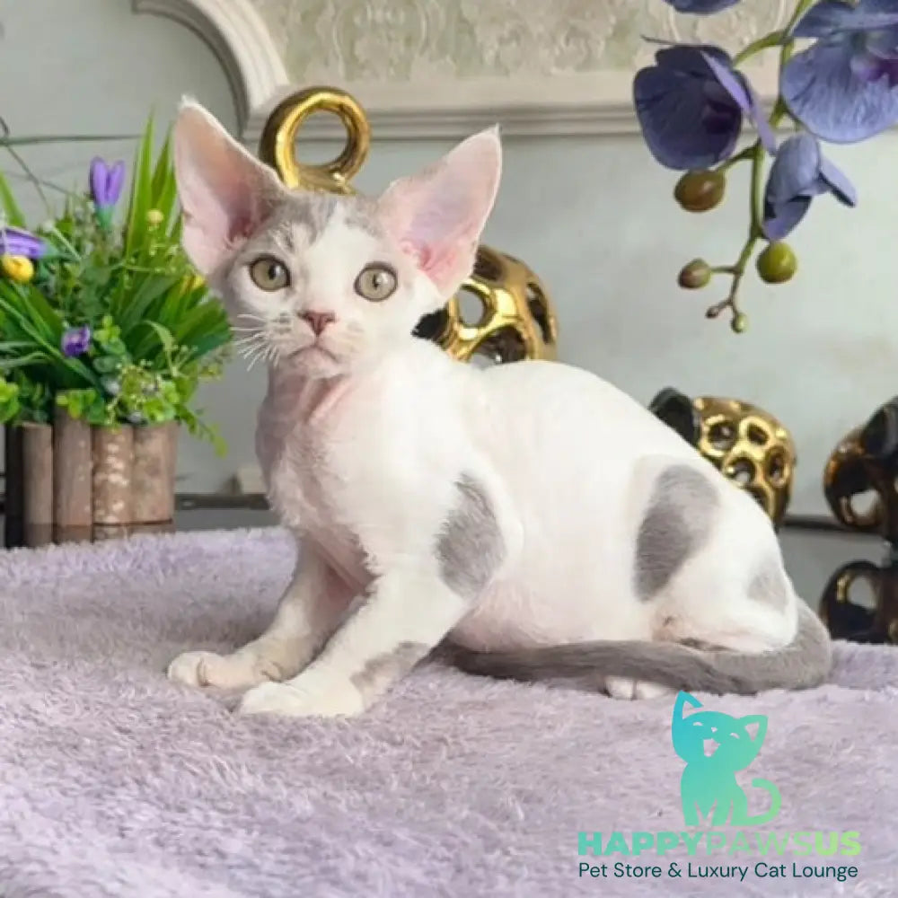 Miron Devon Rex male blue with white - live animals