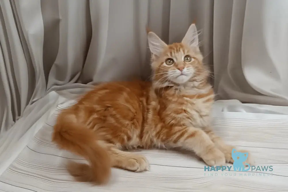 Miron Maine Coon male red tabby live animals