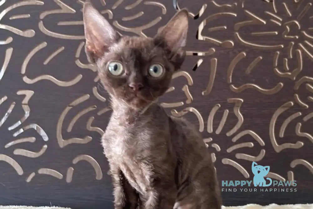 Mirra Devon Rex female chocolate tortie - live animals