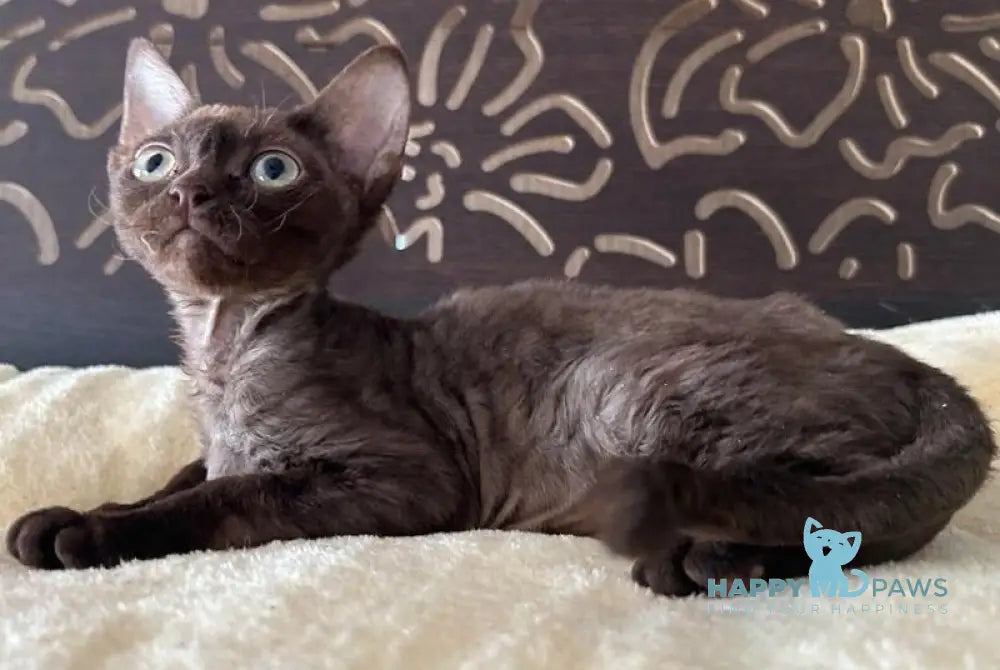 Mirra Devon Rex female chocolate tortie - live animals