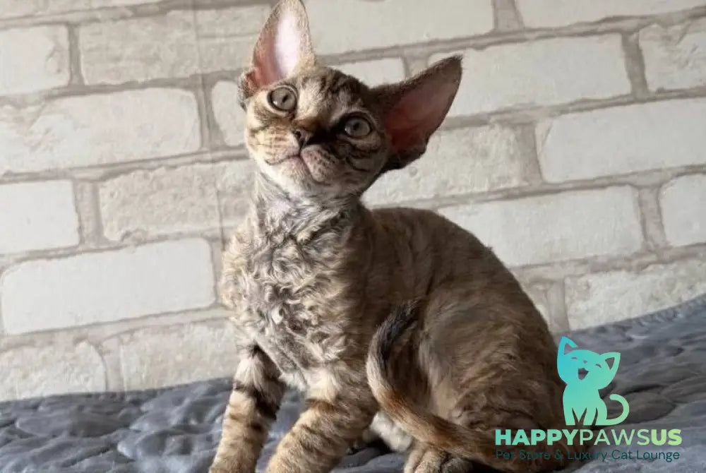 Mis Devon Rex female chocolate tabby - live animals