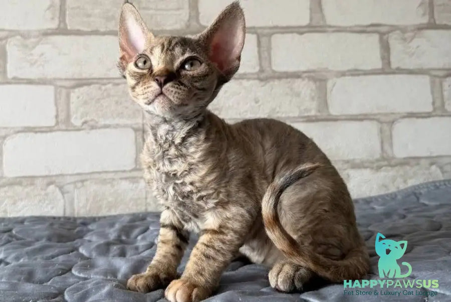 Mis Devon Rex female chocolate tabby - live animals