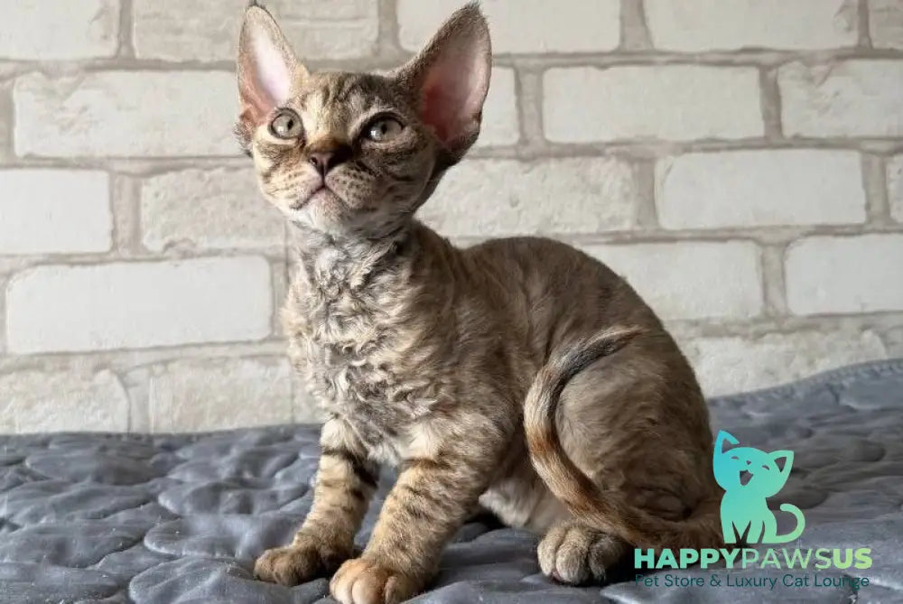 Mis Devon Rex female chocolate tabby - live animals