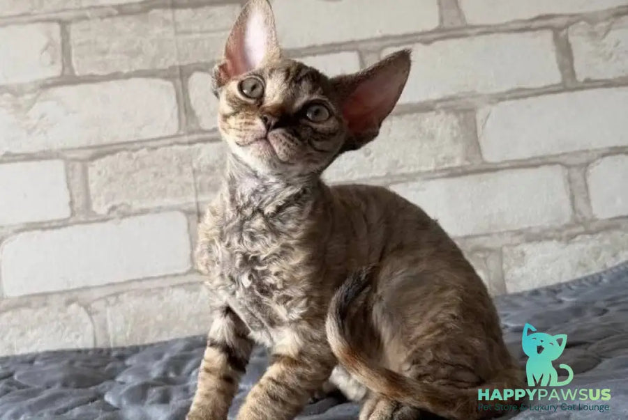 Mis Devon Rex female chocolate tabby - live animals
