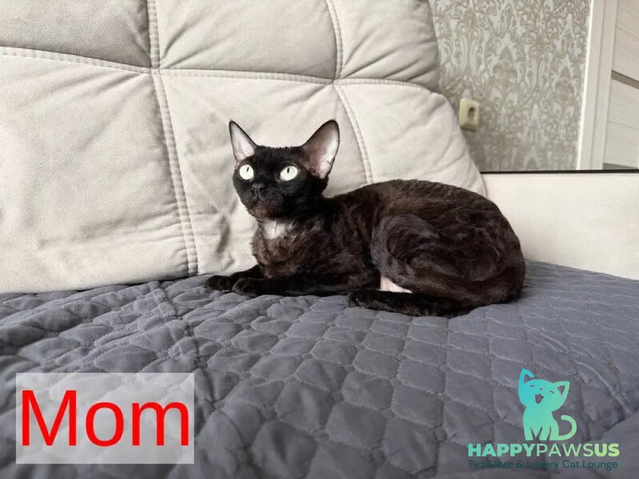 Mis Devon Rex female chocolate tabby - live animals