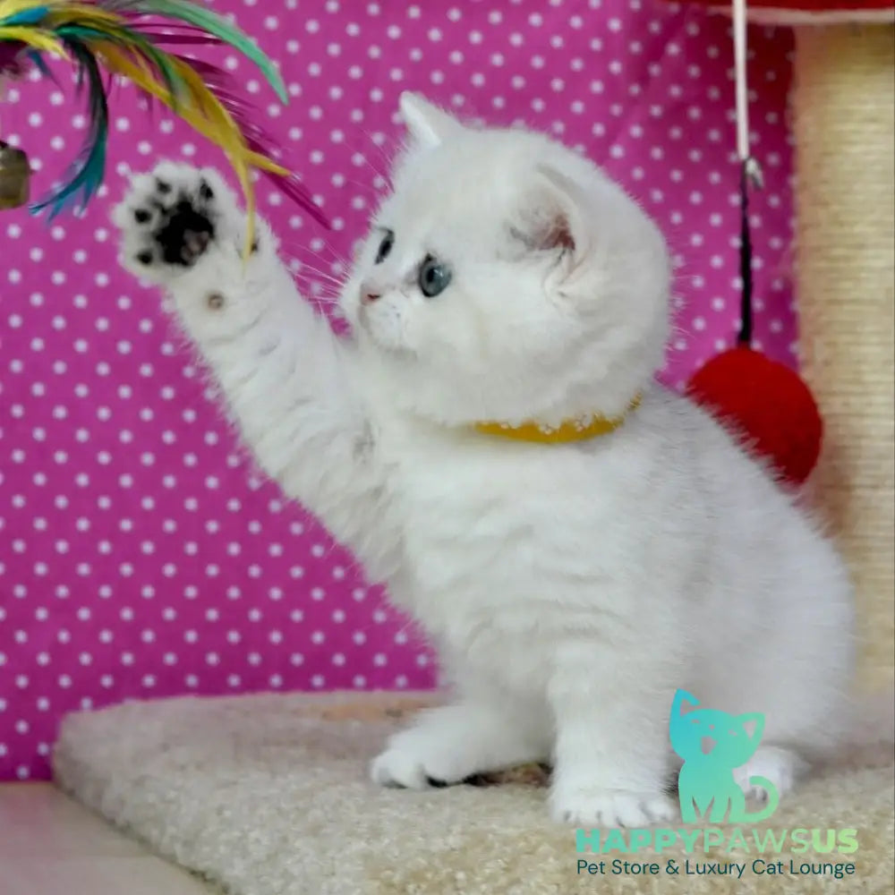 Misha British Shorthair female black silver shaded - live animals
