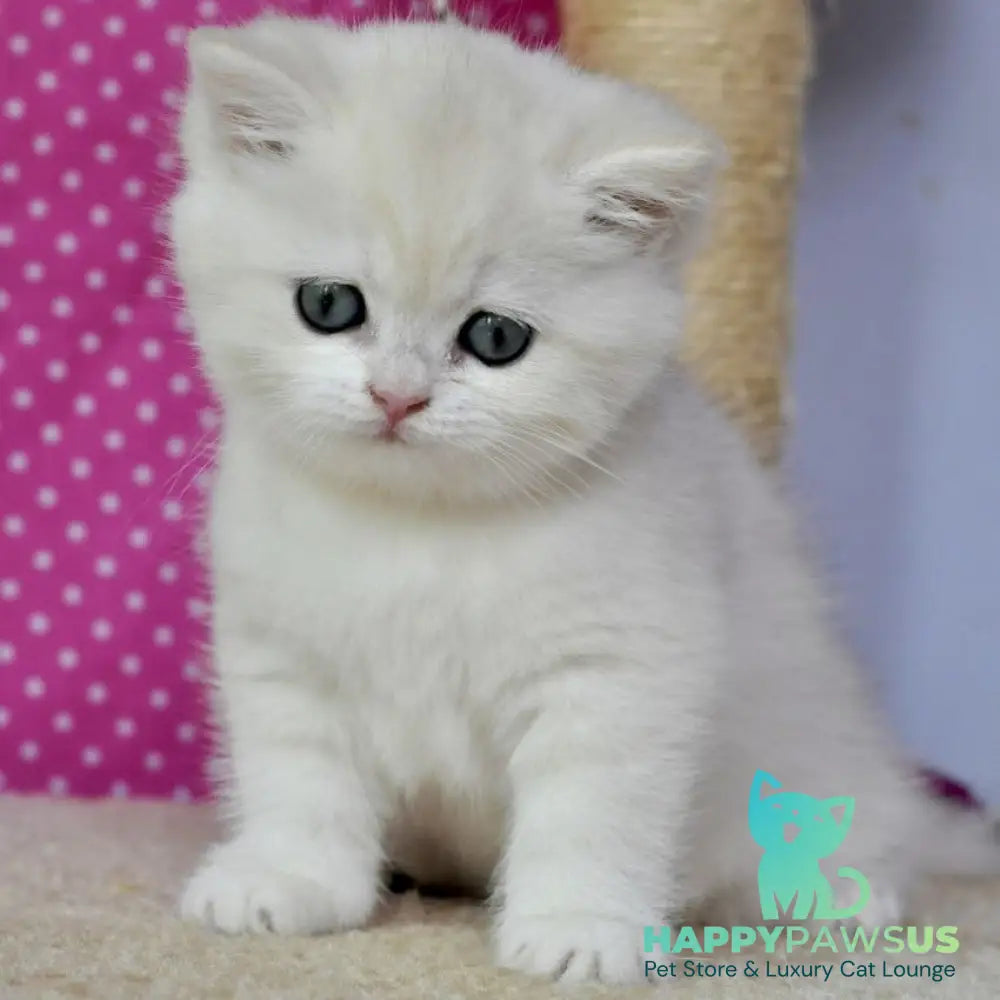 Misha British Shorthair female black silver shaded - live animals