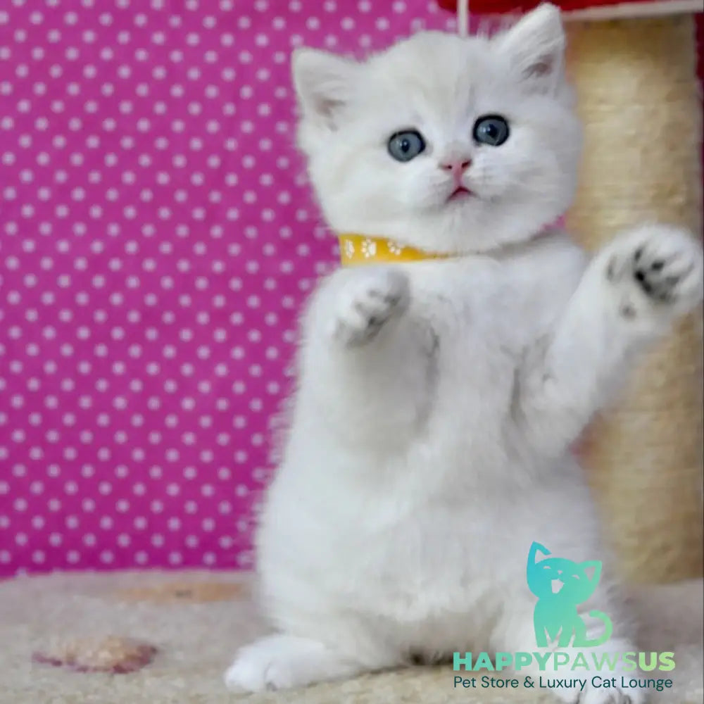 Misha British Shorthair female black silver shaded - live animals