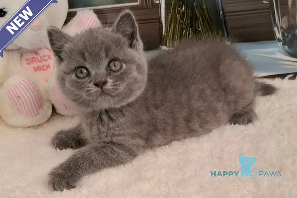 Misha British Shorthair male blue live animals