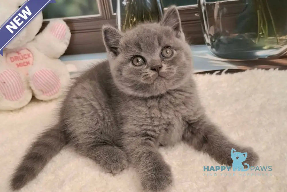 Misha British Shorthair male blue live animals