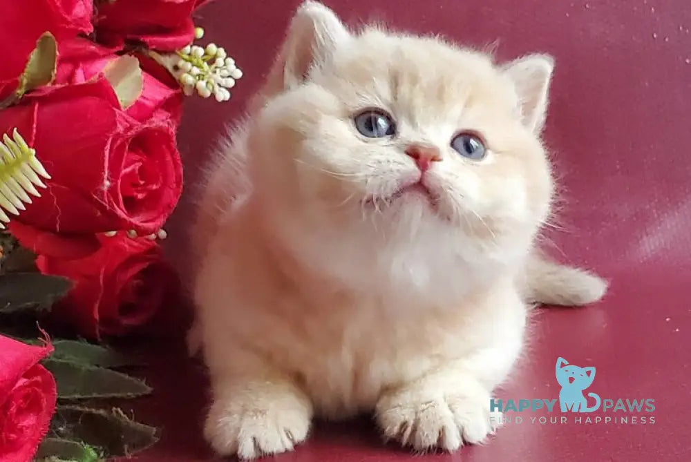 Misha British Shorthair male lilac golden shaded live animals