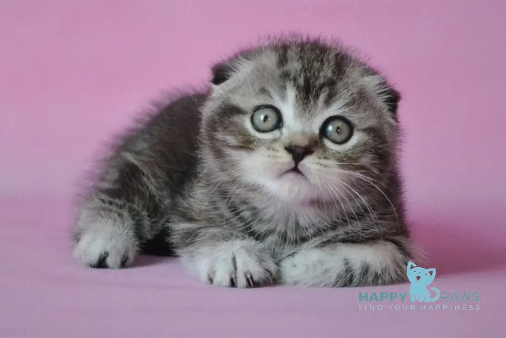 Misha Scottish Fold male black silver tabby live animals