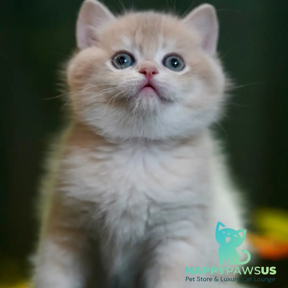 Miso British Shorthair male blue golden chinchilla - live animals