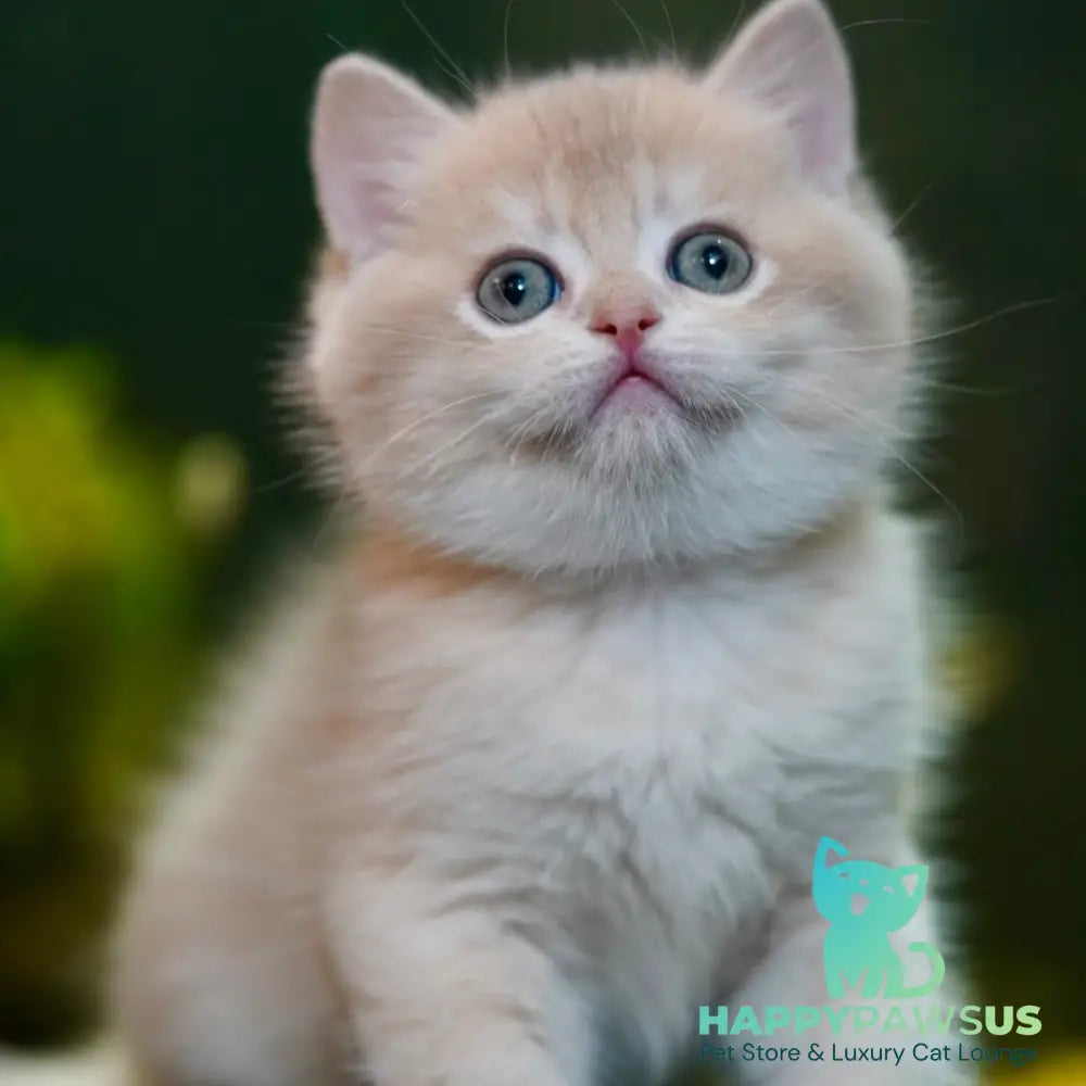 Miso British Shorthair male blue golden chinchilla - live animals